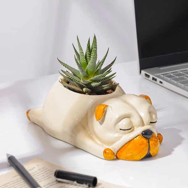 Adorable Zebra Succulent Plant With Sleepy Pug Planter