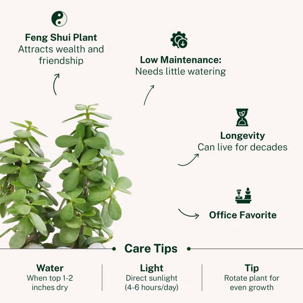Jade Plant With Clay Planter For Dad